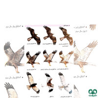 گونه سنقر تالابی Western Marsh Harrier